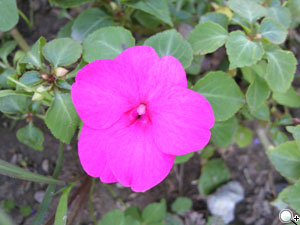 無與倫比!Samsung innov8 i8510 連賽車手也著迷 無與倫比!Samsung innov8 i8510 連賽車手也著迷