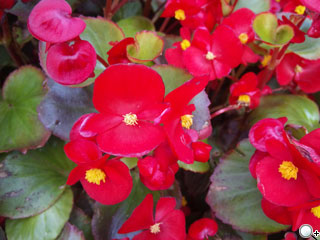 隨拍隨傳 八款 SOGI 推薦高階照相手機 