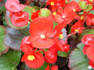 浪漫樂章 Samsung F488 珍珠白新色到 浪漫樂章 Samsung F488 珍珠白新色到