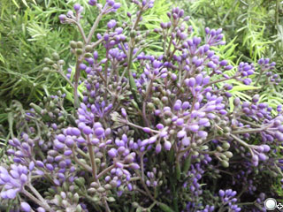 浪漫樂章 Samsung F488 珍珠白新色到 浪漫樂章 Samsung F488 珍珠白新色到