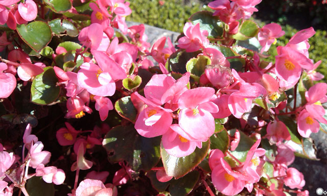 HTC Touch Diamond2 500萬照片實拍分享 HTC Touch Diamond2 500萬照片實拍分享