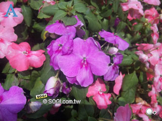 謎底揭曉! 800 萬畫素最夯手機猜謎圖解 謎底揭曉! 800 萬畫素最夯手機猜謎圖解