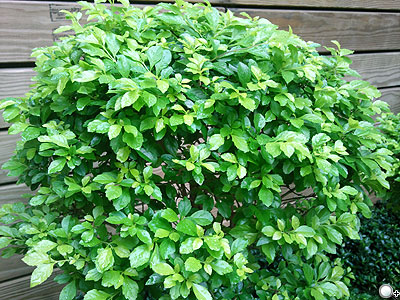 Ultra再升級!三星 S7350/S8300售價出爐 Ultra再升級!三星 S7350/S8300售價出爐