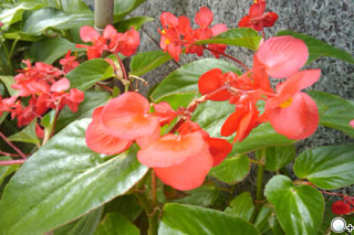 Google 手機登台 HTC Magic 更多功能介紹 Google 手機登台 HTC Magic 更多功能介紹