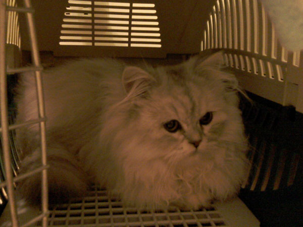 本文章相關圖片