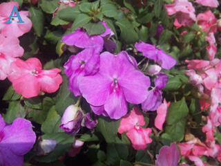 本文章相關圖片