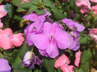 本文章相關圖片