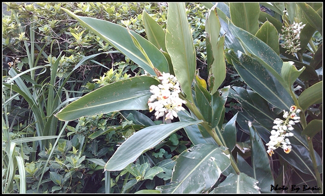 本文章相關圖片