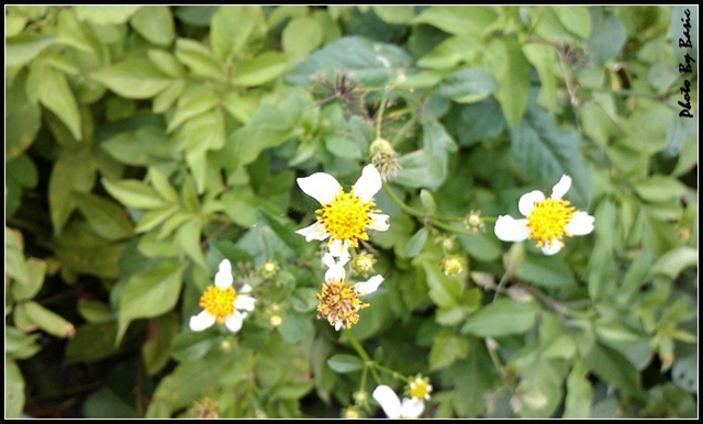 本文章相關圖片