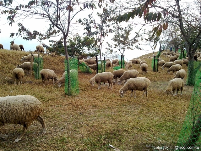 本文章相關圖片