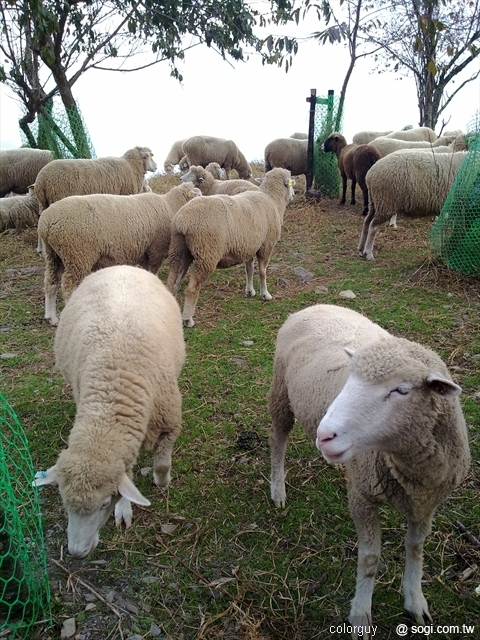 本文章相關圖片