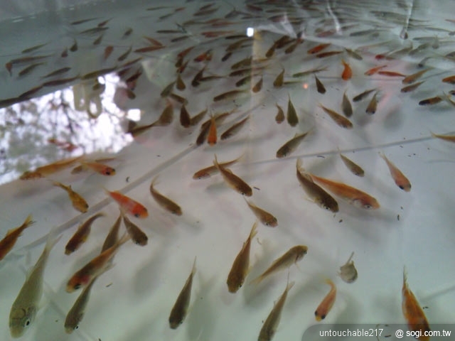 本文章相關圖片