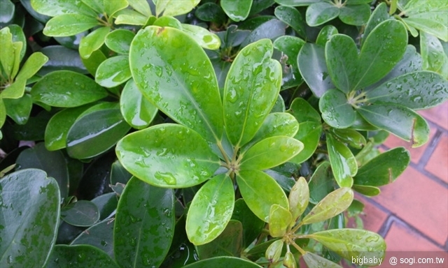 本文章相關圖片