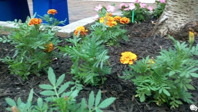 MOTO Droid X 強大規格 力拚 iPhone4 MOTO Droid X 強大規格 力拚 iPhone4