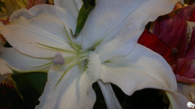 NOKIA N8今發表 空機19,680元 NOKIA N8今發表 空機19,680元