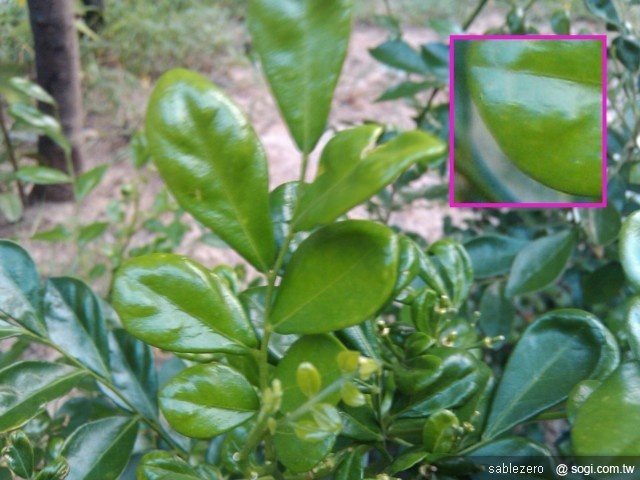 動靜皆宜的近身體驗:黑貂的A10生活 動靜皆宜的近身體驗:黑貂的A10生活