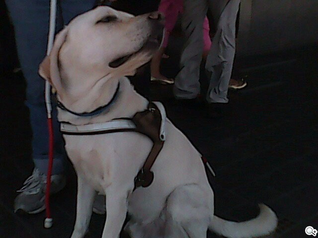 超口愛長舌機！OKWAP A310 奶油獅