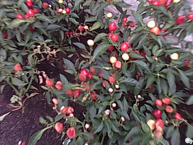 超口愛長舌機！OKWAP A310 奶油獅