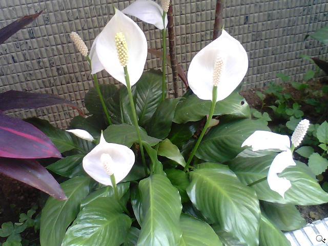 MOTO EX211低調獨特 炫彩登場 MOTO EX211低調獨特 炫彩登場