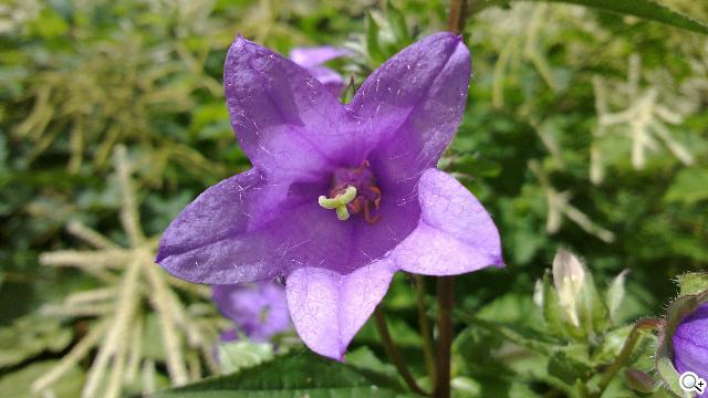 NOKIA N9 實拍照展現驚人攝影實力 NOKIA N9 實拍照展現驚人攝影實力