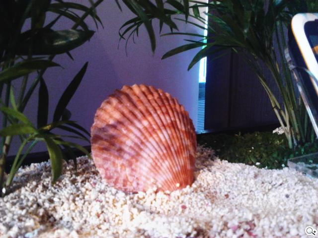 MOTO XT316、EX232在台發表 7/22開賣 MOTO XT316、EX232在台發表 7/22開賣