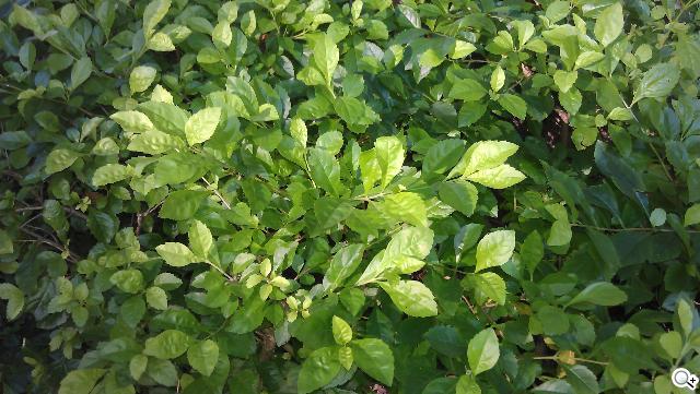 激鬥！感動機 VS GALAXY SII i9100 攝錄篇