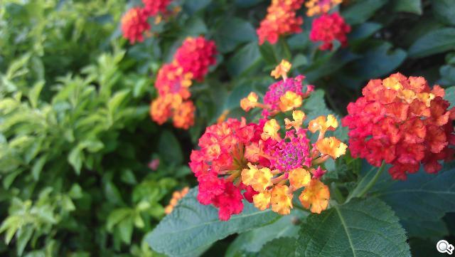 激鬥！感動機 VS GALAXY SII i9100 攝錄篇