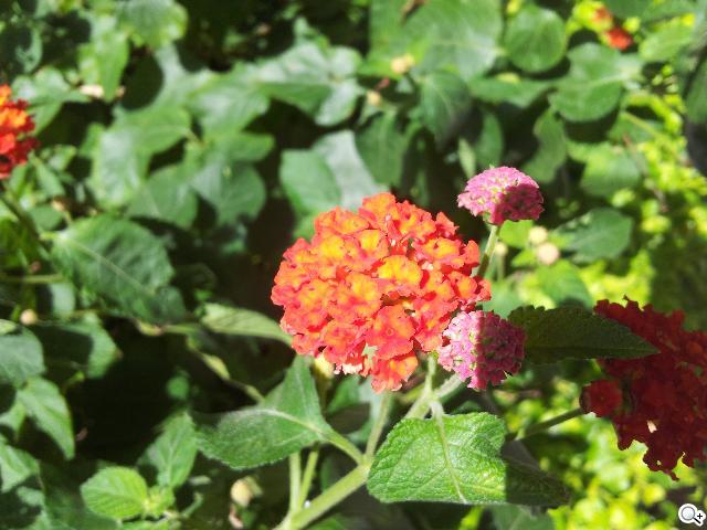 激鬥！感動機 VS GALAXY SII i9100 攝錄篇