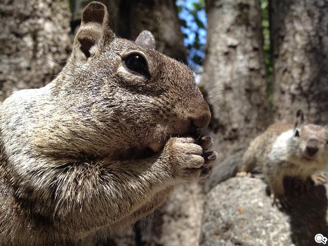 iPhone 4S新機發表！外觀不變 功能更強