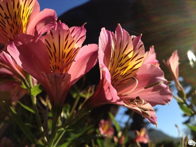 iPhone 4S新機發表！外觀不變 功能更強