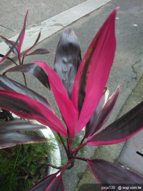 【分享】Nokia Lumia 800 與我的一天