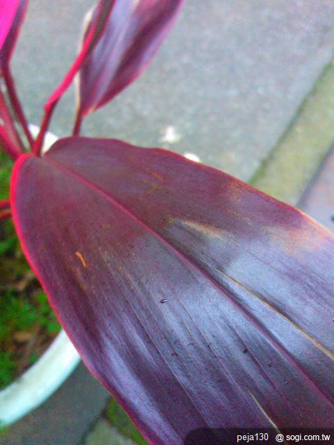 【分享】Nokia Lumia 800 與我的一天