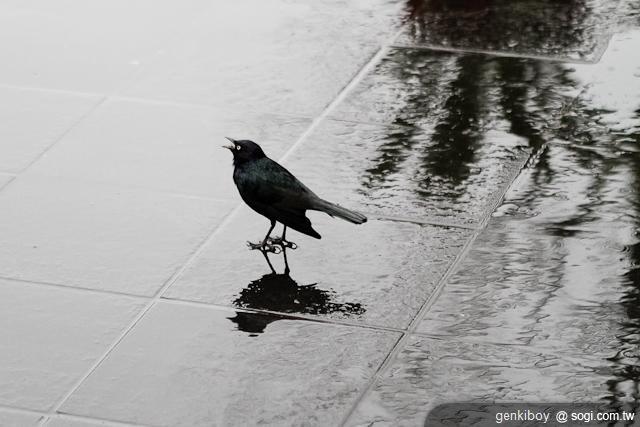 The New iPad美國雨中開賣!火速開箱 The New iPad美國雨中開賣!火速開箱